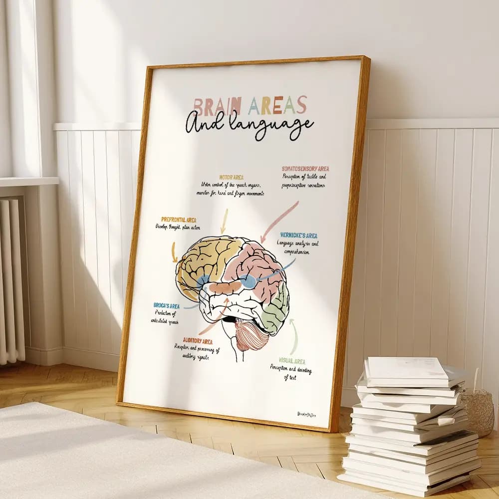 Affiche illustrée du cerveau humain, avec schéma des zones et leurs rôles dans le langage en anglais