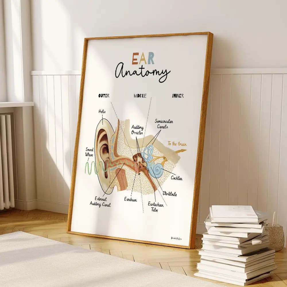Schéma anatomique de l’oreille interne en coupe, avec identification des principales structures