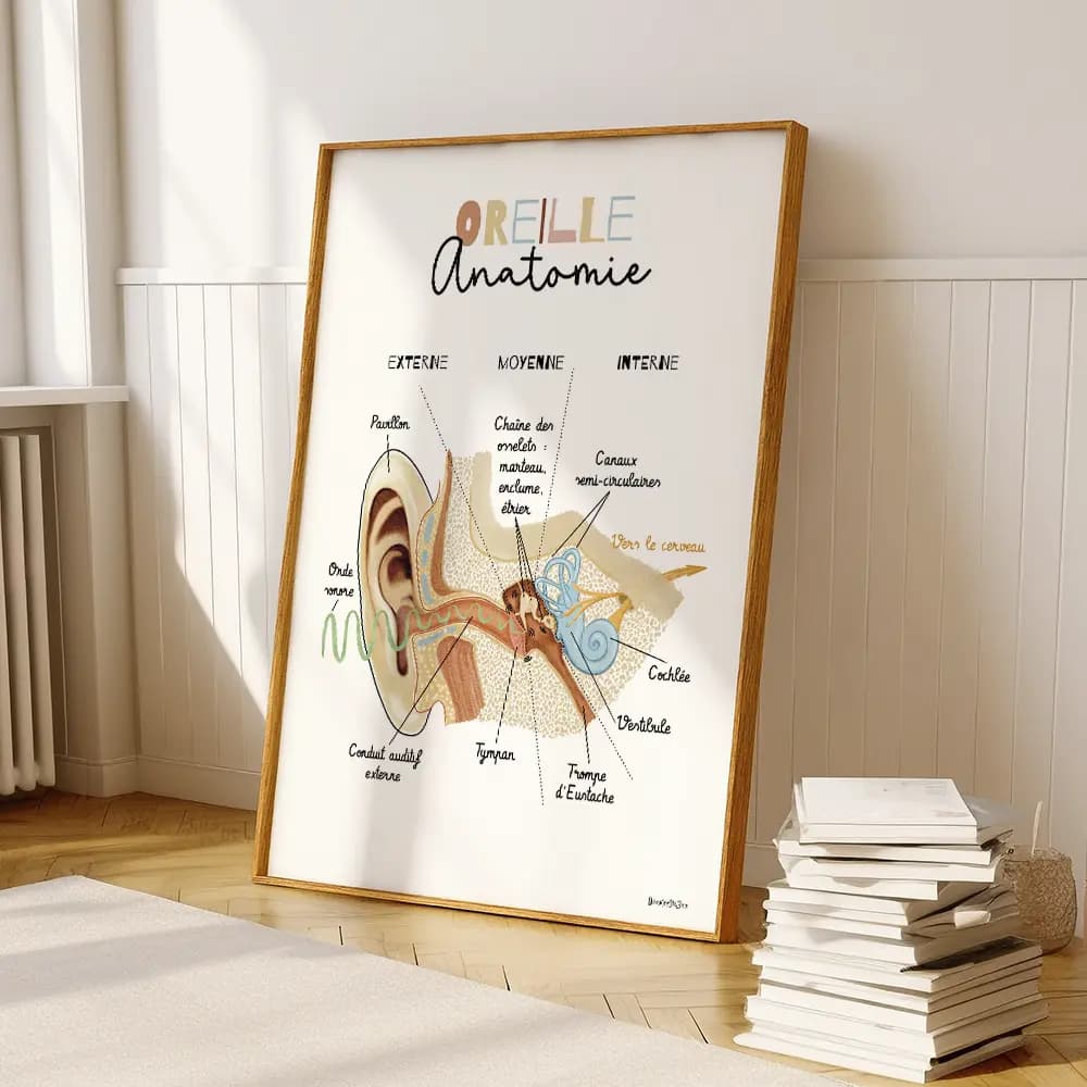 Schéma anatomique de l’oreille interne en coupe, avec identification des principales structures