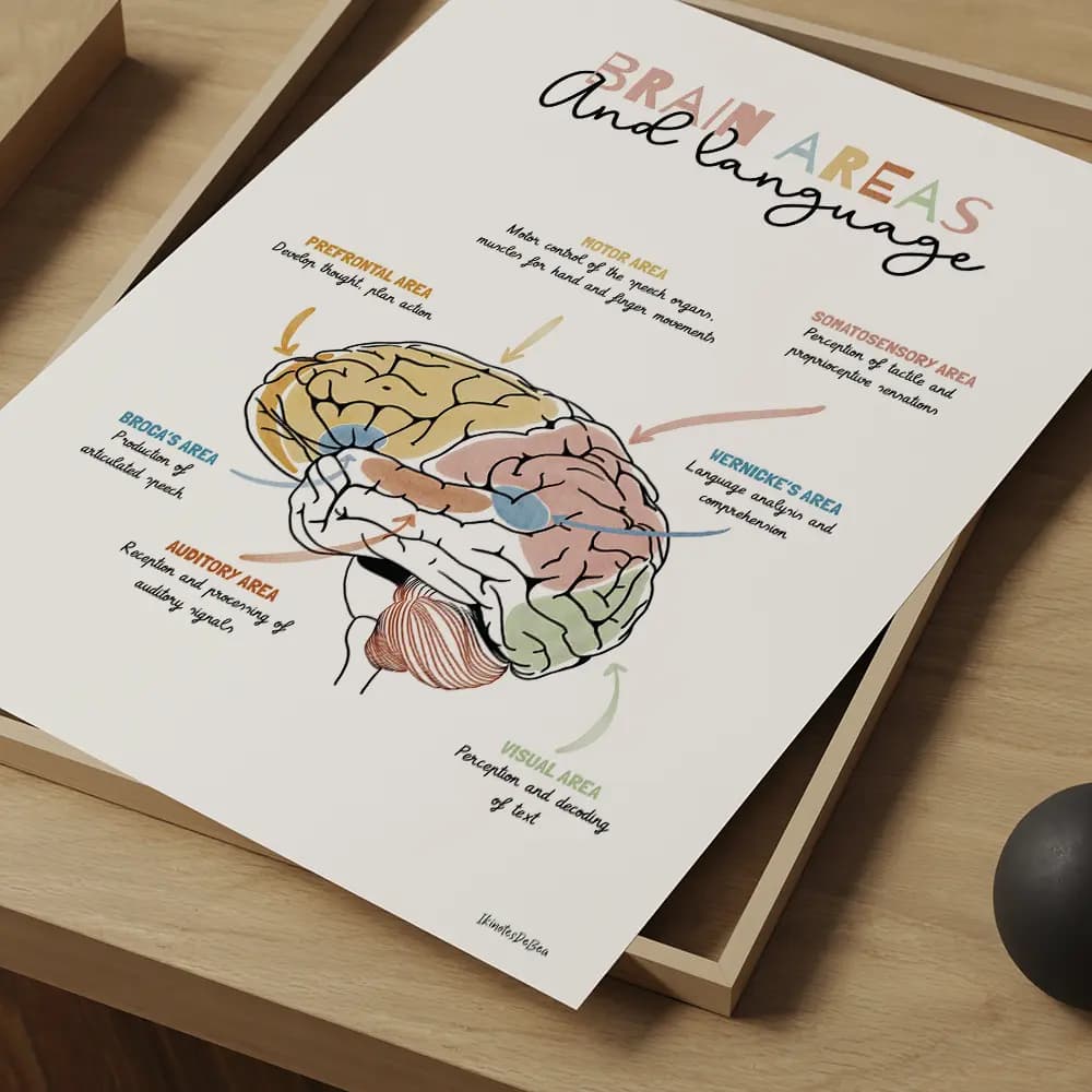 Affiche illustrée du cerveau humain, avec schéma des zones et leurs rôles dans le langage en anglais