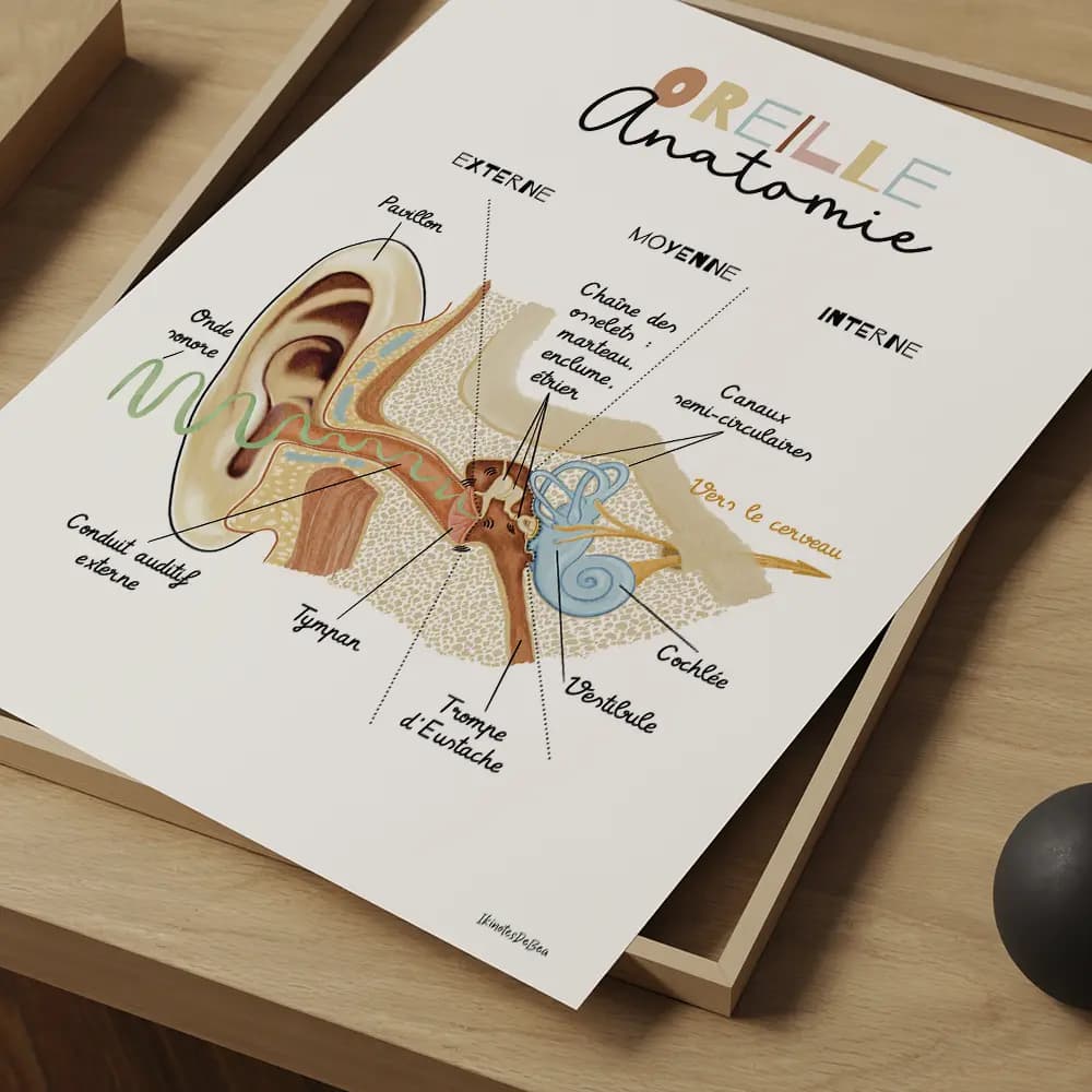 Dessin vu en coupe transversale avec légendes de l'ensemble de l'anatomie de l'oreille interne.