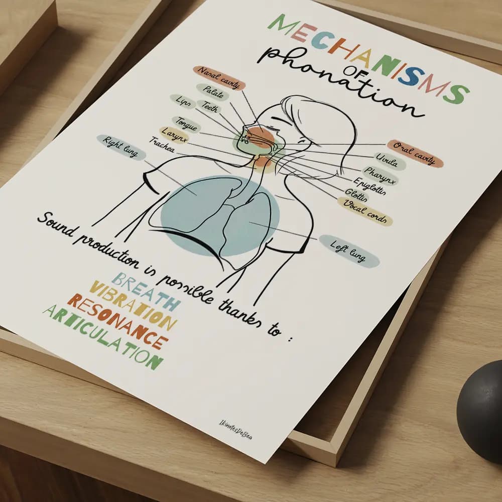Dessin d'un schéma avec légendes des mécanismes de la phonation partant des poumons et remontant par le larynx jusqu'aux lèvres