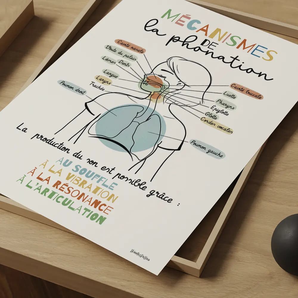 Dessin d'un schéma avec légendes des mécanismes de la phonation partant des poumons et remontant par le larynx jusqu'aux lèvres