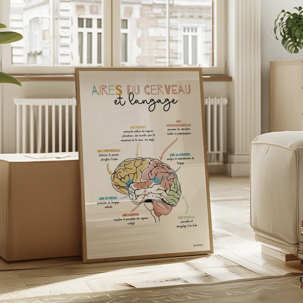 Dessin schema d'un cerveau avec en légende chaque zone et leurs fonctions en lien avec le langage
