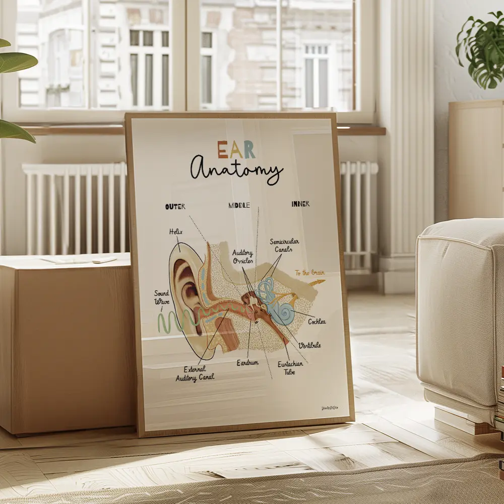 Schéma anatomique de l’oreille interne en coupe, avec identification des principales structures