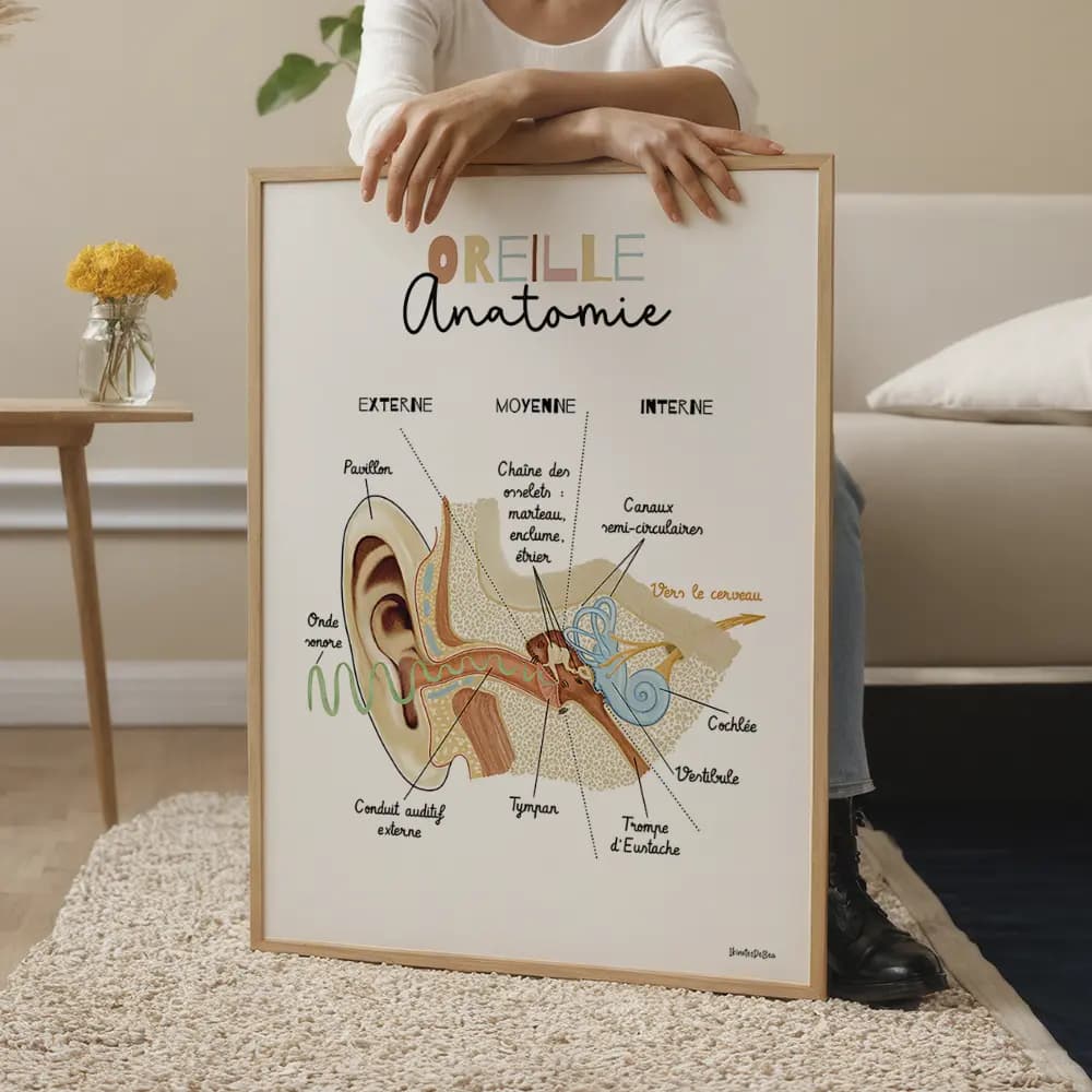 Dessin vu en coupe transversale avec légendes de l'ensemble de l'anatomie de l'oreille interne.