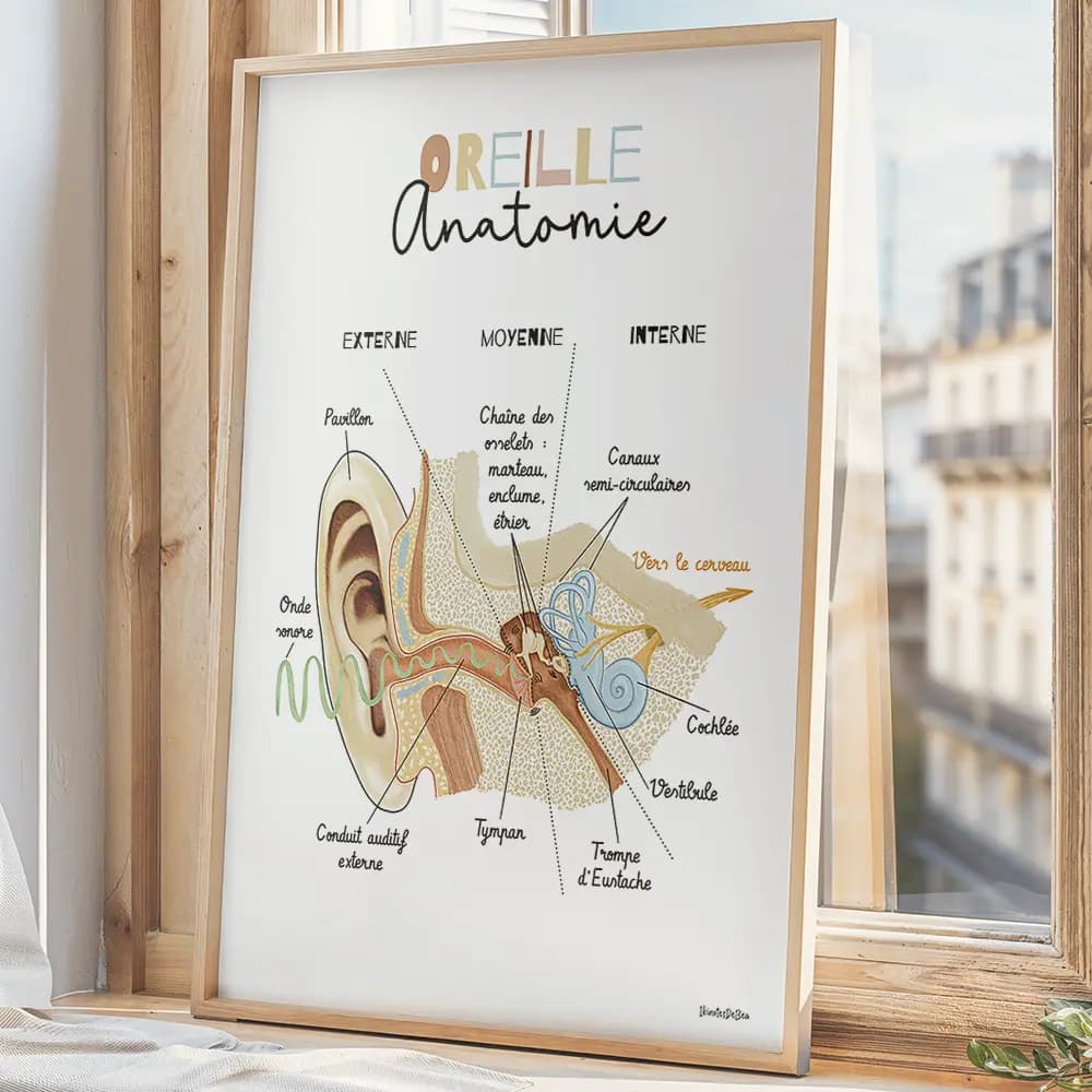 Schéma anatomique de l’oreille interne en coupe, avec identification des principales structures