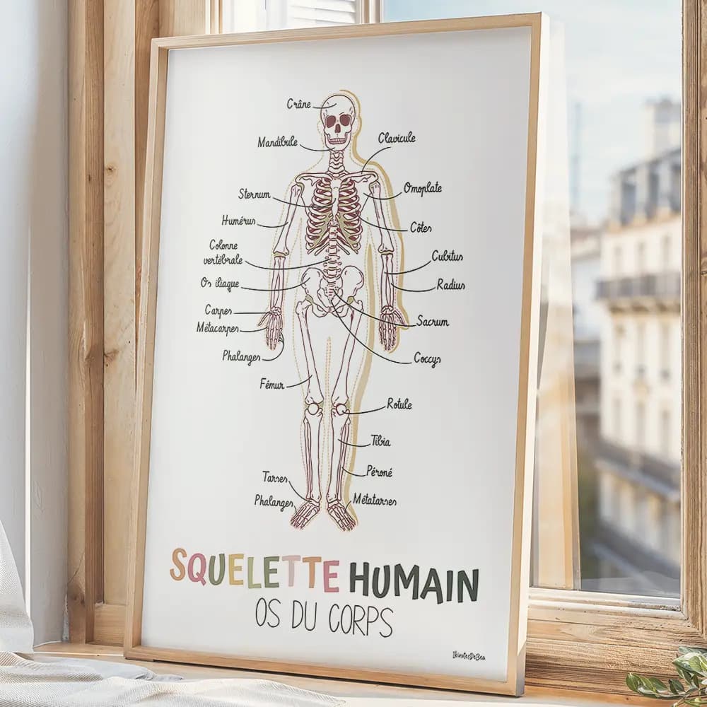 Dessin d'un squelette humain avec en légendes les noms des os