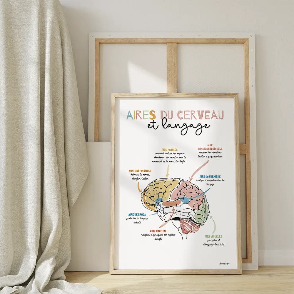 Dessin schema d'un cerveau avec en légende chaque zone et leurs fonctions en lien avec le langage