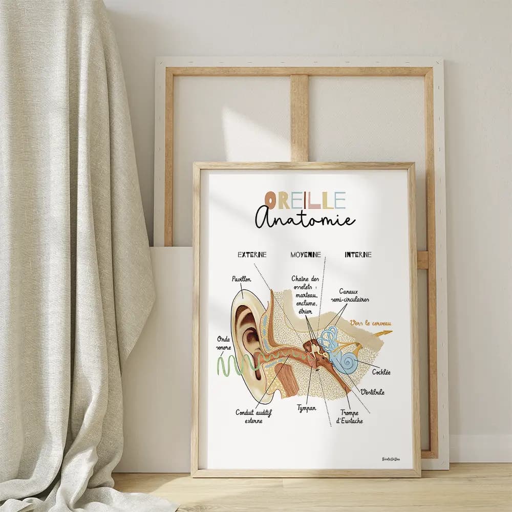 Schéma anatomique de l’oreille interne en coupe, avec identification des principales structures