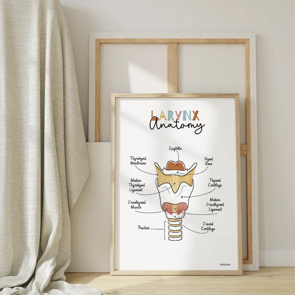 Dessin d'un schéma avec légendes de l'anatomie du larynx en anglais