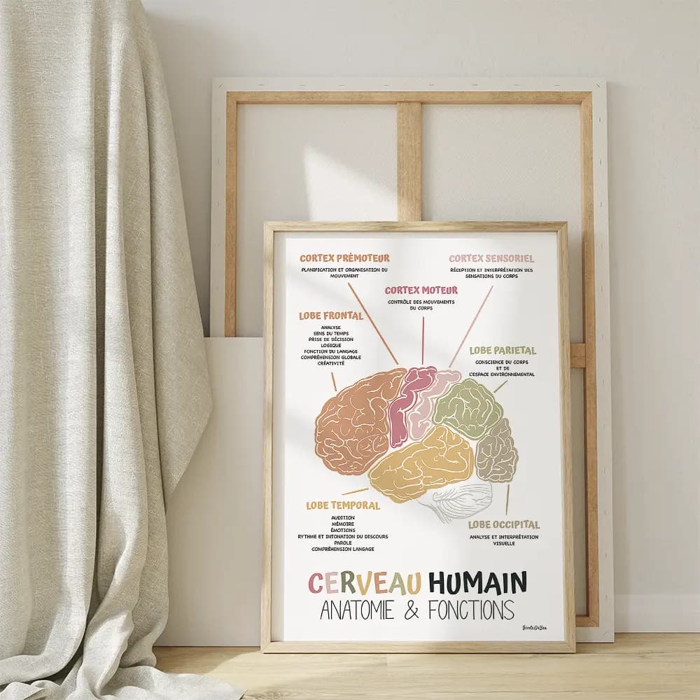 Affiche Anatomie cerveau en français, Décor bureau de thérapie, Art mural Cerveau humain Conseiller scolaire, Ergothérapie et Psychologie