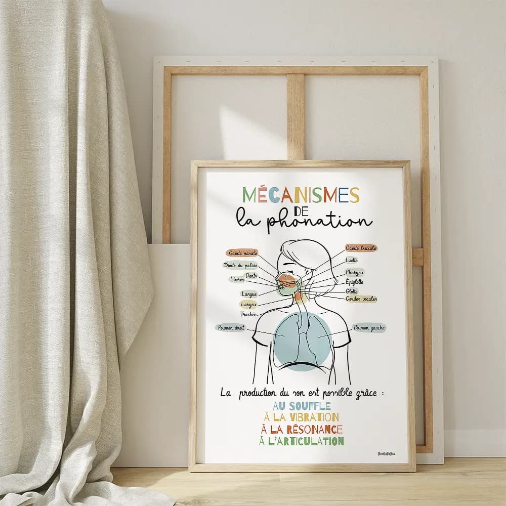 Dessin d'un schéma avec légendes des mécanismes de la phonation partant des poumons et remontant par le larynx jusqu'aux lèvres
