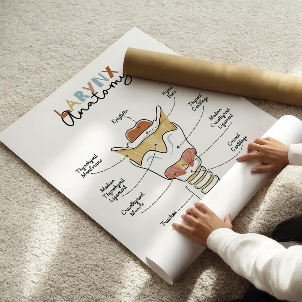 Dessin d'un schéma avec légendes de l'anatomie du larynx en anglais