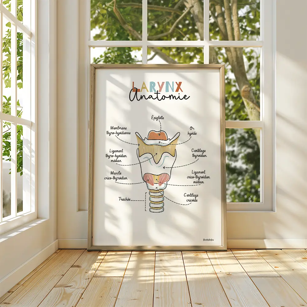 Dessin d'un schéma avec légendes de l'anatomie du larynx