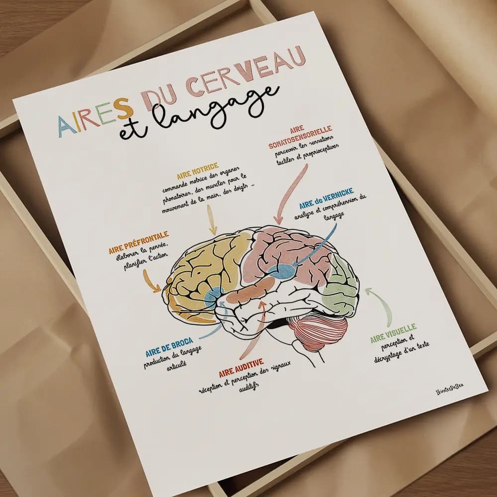 Dessin schema d'un cerveau avec en légende chaque zone et leurs fonctions en lien avec le langage