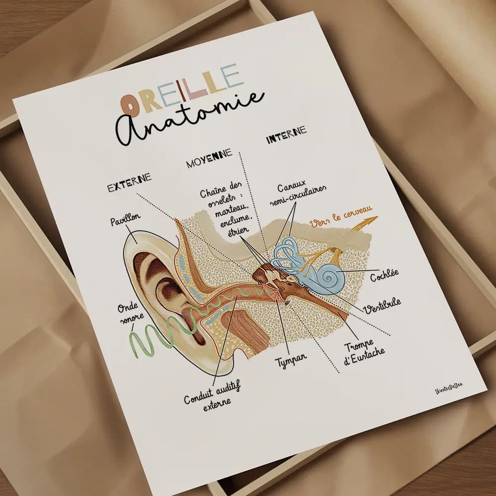 Dessin vu en coupe transversale avec légendes de l'ensemble de l'anatomie de l'oreille interne.