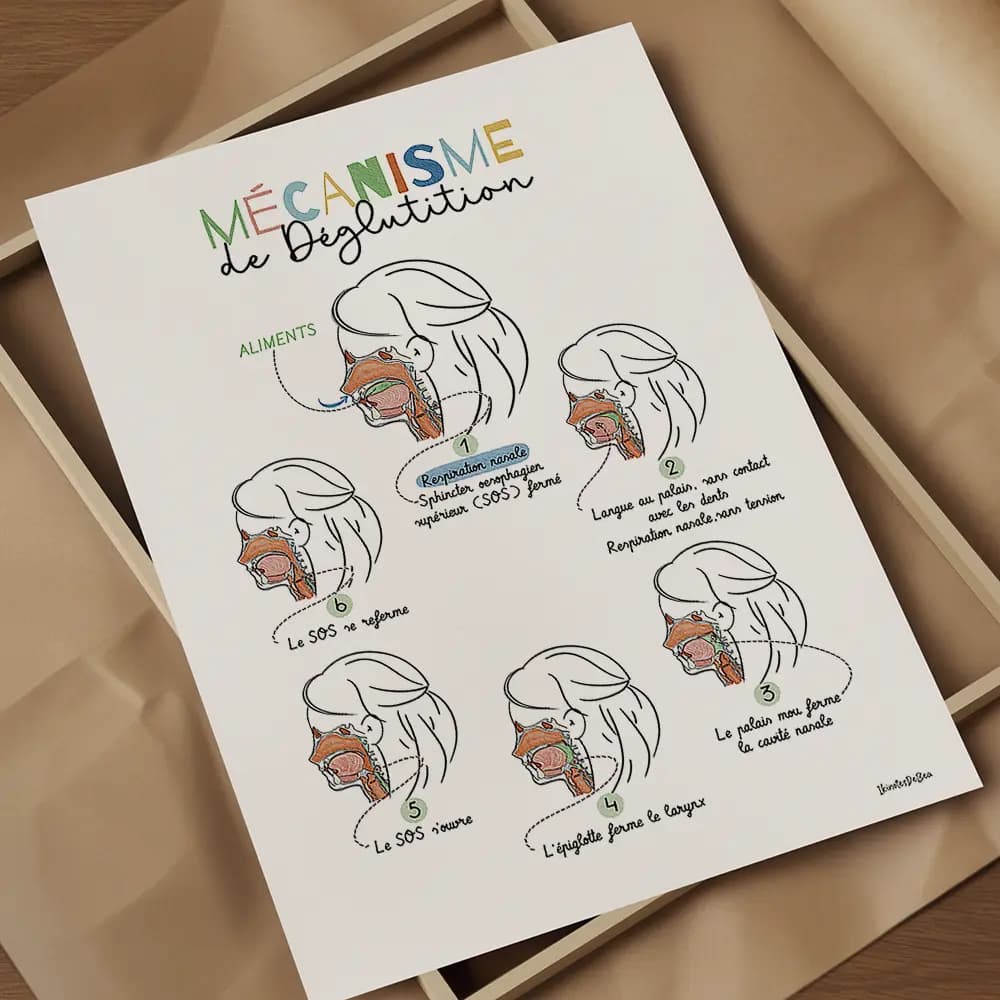 Six dessins vus en coupe avec légendes des différentes étapes de la déglutition.