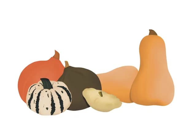 Dessin de six variété de courges différentes