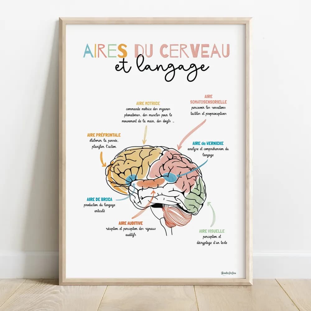 Dessin schema d'un cerveau avec en légende chaque zone et leurs fonction en lien avec le langage