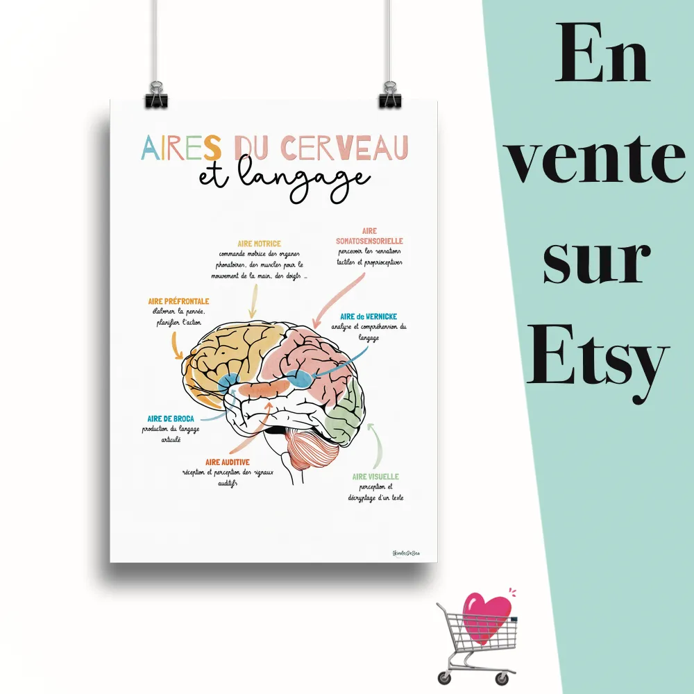 Affiche "Aires du cerveau et language" suspendu par des pinces avec le message en vente sur Etsy