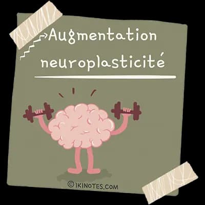 Augmentation de la neuroplasticité Dessin d'un cerveau qui soulève des haltères sur un post-it vert tenu par du ruban adhésif