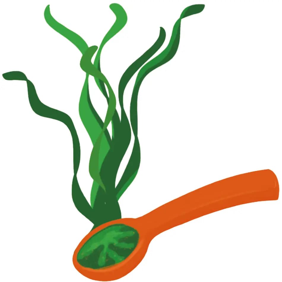 Les algues Représentation d'algues sous la forme d'une cuillère en bois remplie de spiruline