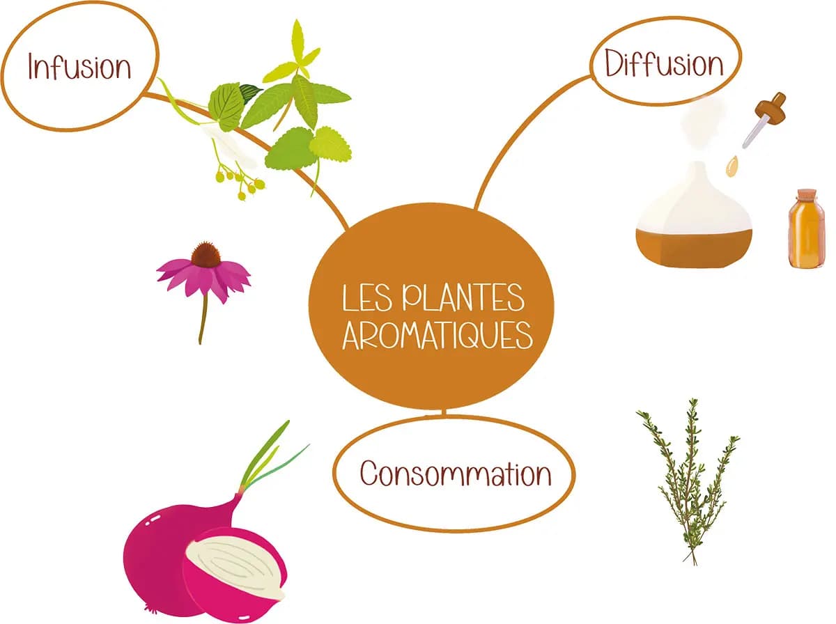 Les plantes aromatiques Dessin de plantes et herbes aromatiques bonnes pour la santé à utiliser en consommation, en diffusion ou en inhalation