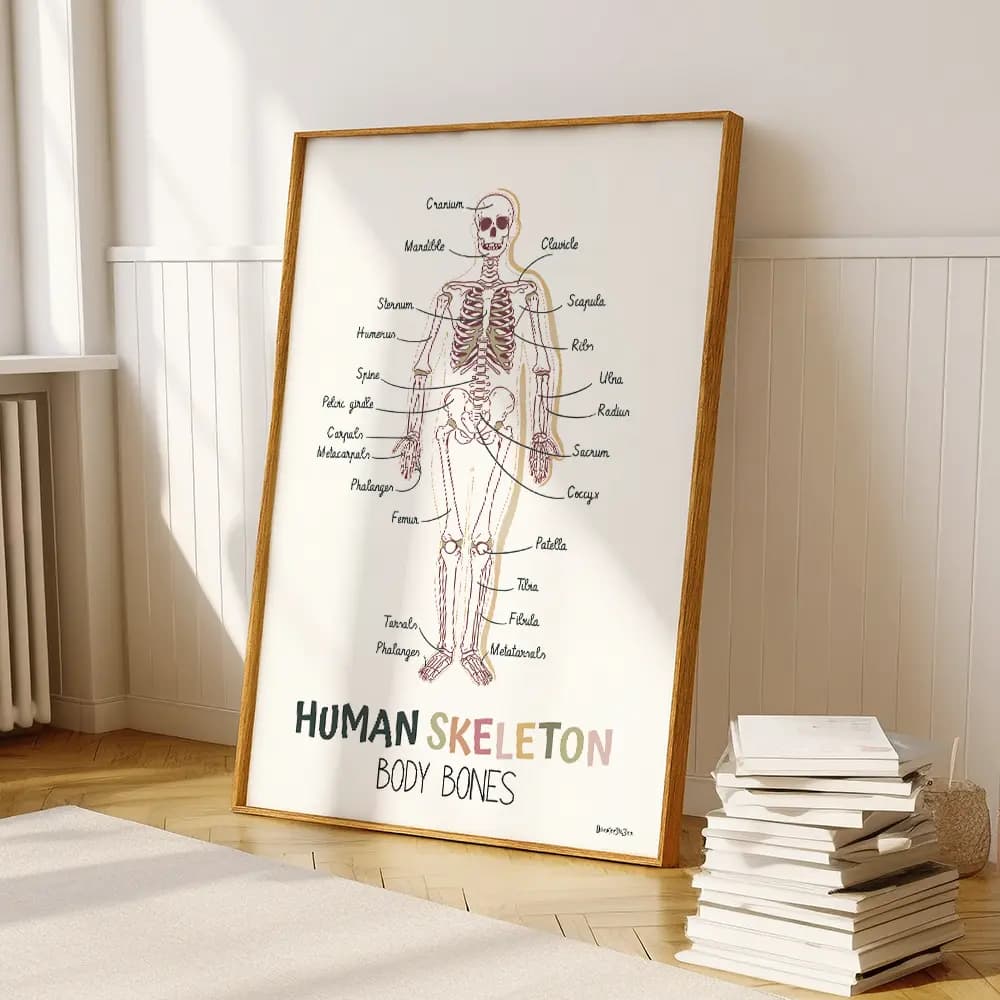 Dessin d'un squelette humain avec en légendes les noms des os