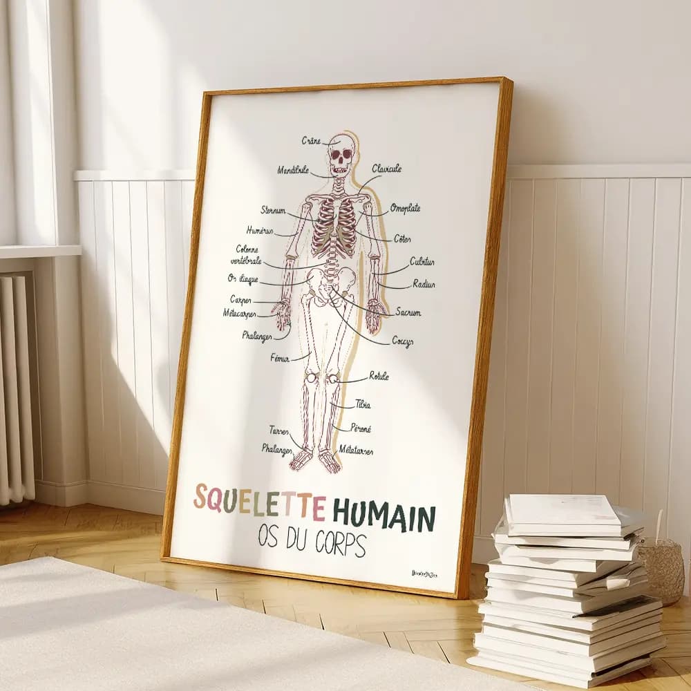 Dessin d'un squelette humain avec en légendes les noms des os