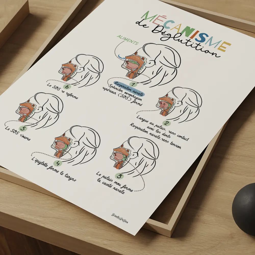 Mécanisme de déglutition Six dessins vus en coupe avec légendes des différentes étapes de la déglutition.