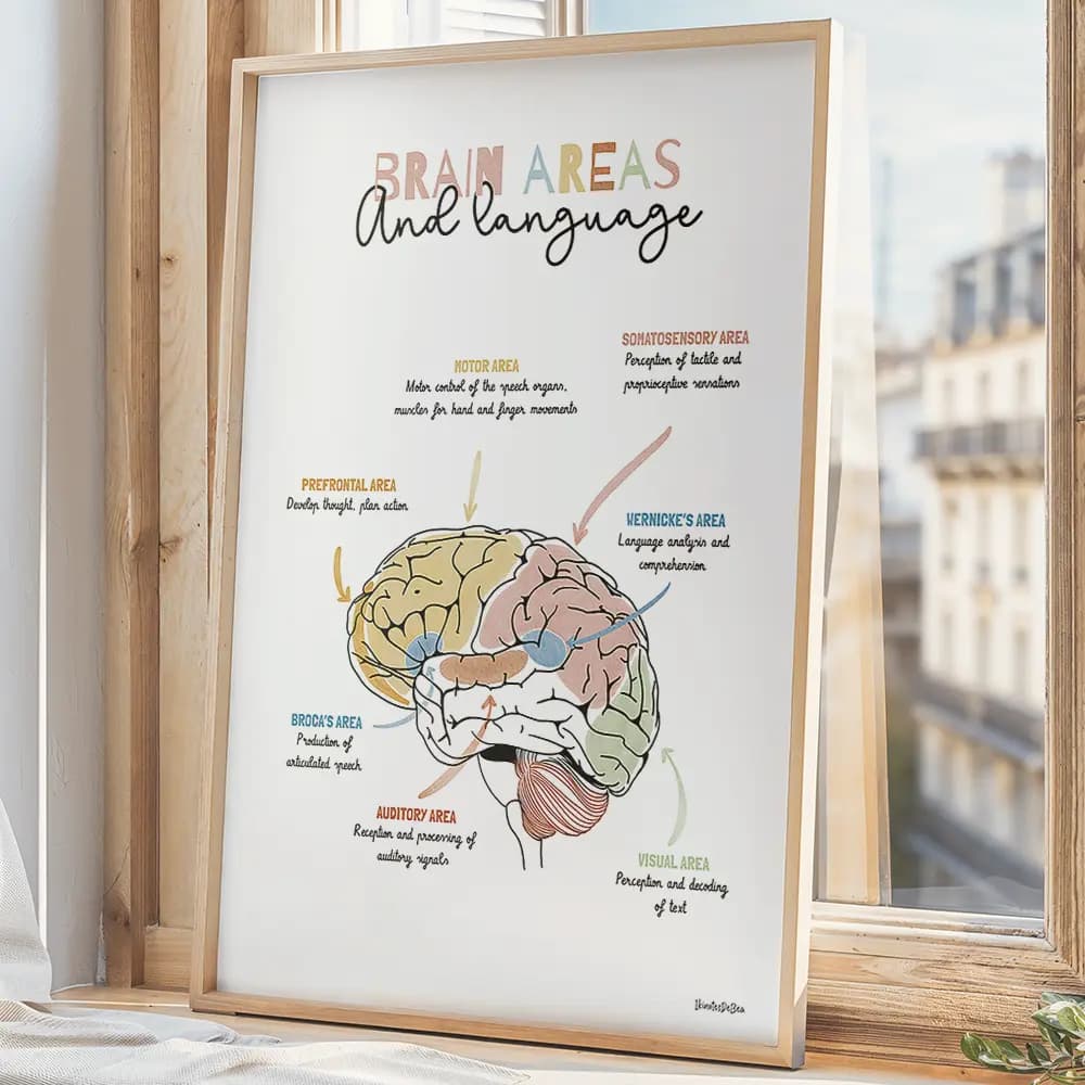 Brain areas and language Affiche illustrée du cerveau humain, avec schéma des zones et leurs rôles dans le langage en anglais