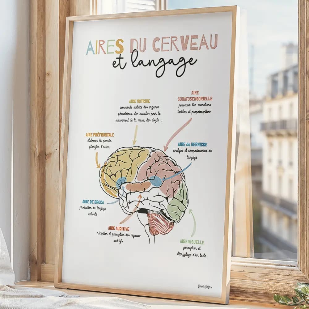 Affiche illustrée du cerveau humain, avec schéma des zones et leurs rôles dans le langage.