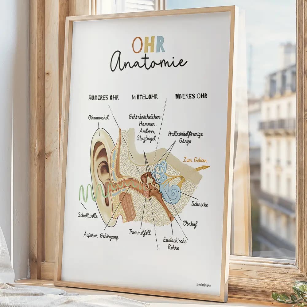 Schéma anatomique de l’oreille interne en coupe, avec identification des principales structures, en allemand.