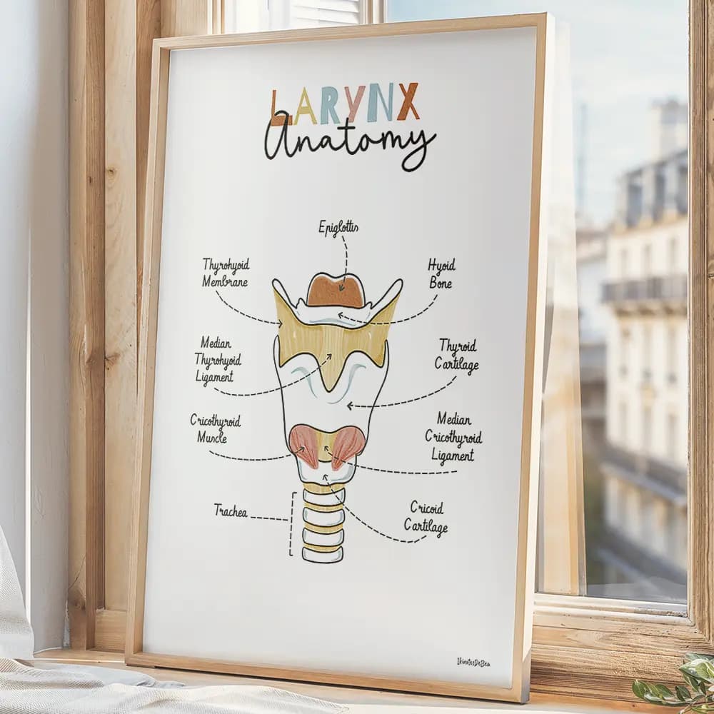 Dessin d'un schéma avec légendes de l'anatomie du larynx en anglais