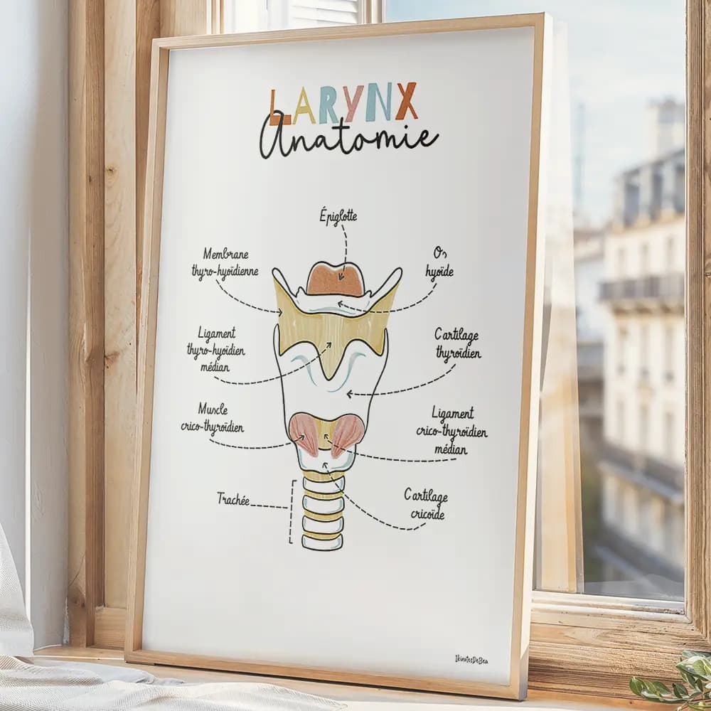 Dessin d'un schéma avec légendes de l'anatomie du larynx