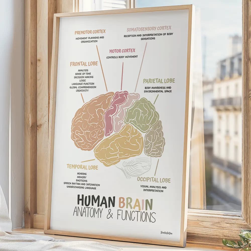 Dessin d'un cerveau avec légendes et schéma par fonctions