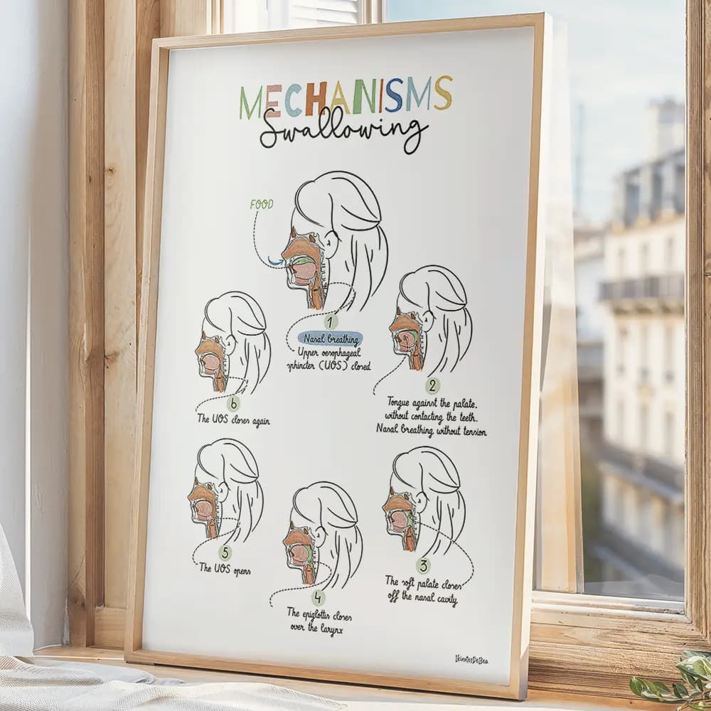 Swallowing mechanism Six dessins vus en coupe avec légendes des différentes étapes de la déglutition. En Anglais.