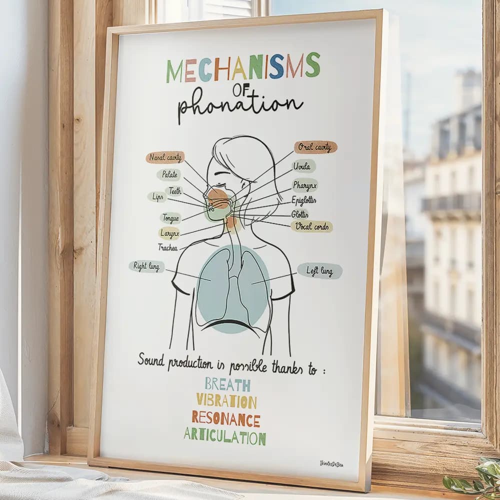 Dessin d'un schéma avec légendes des mécanismes de la phonation partant des poumons et remontant par le larynx jusqu'aux lèvres
