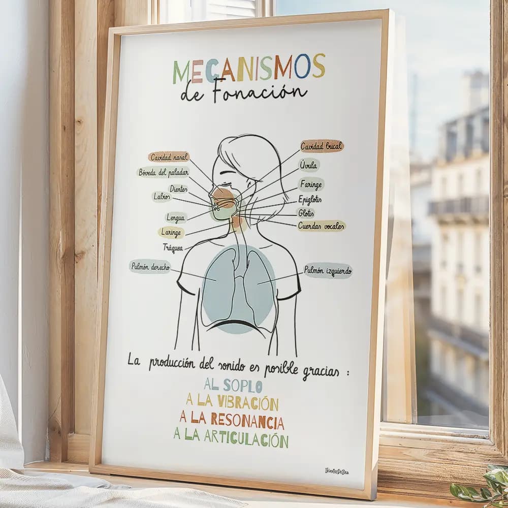Dessin d'un schéma avec légendes des mécanismes de la phonation illustrant des poumons jusqu'aux lèvres en espagnole