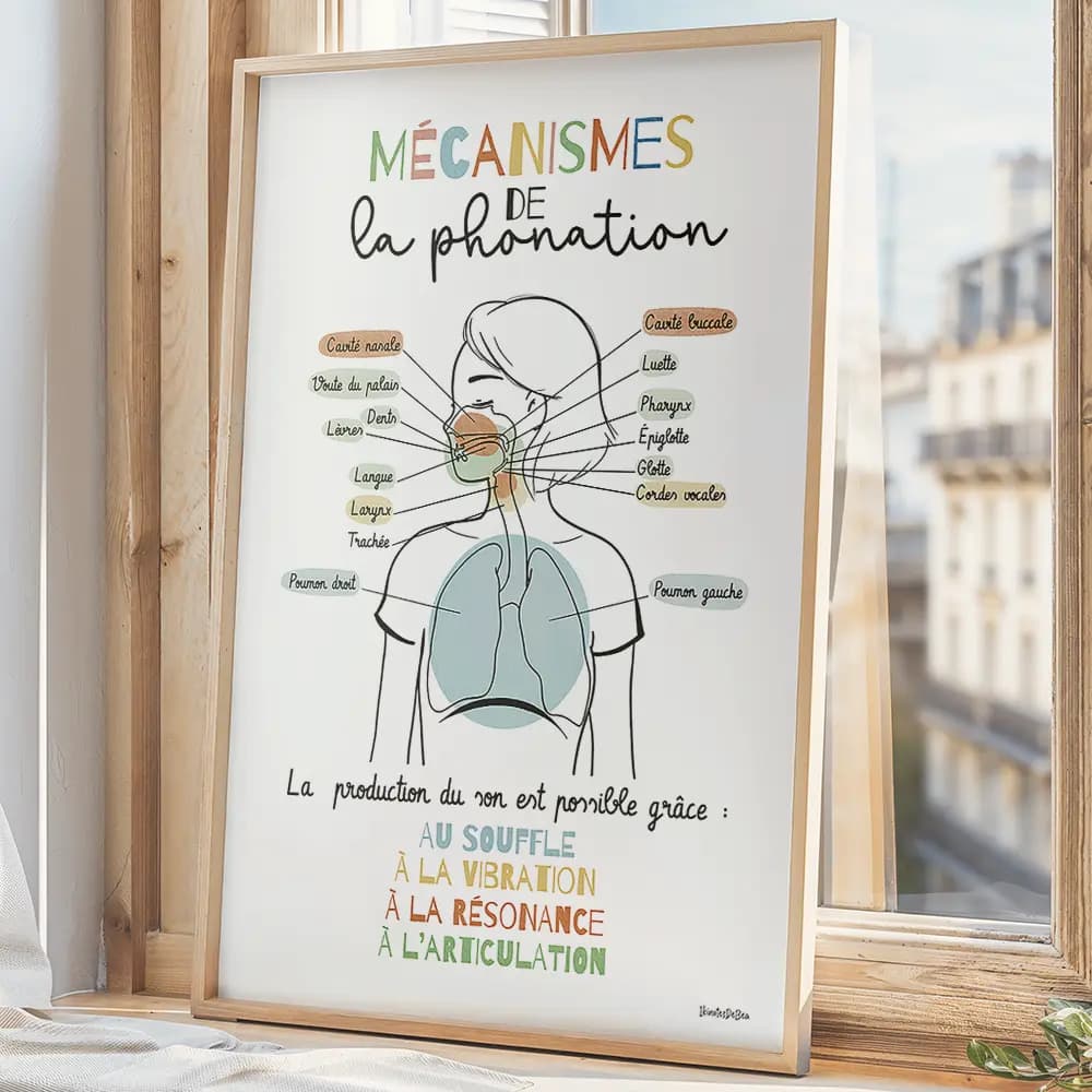 Dessin d'un schéma avec légendes des mécanismes de la phonation partant des poumons et remontant par le larynx jusqu'aux lèvres