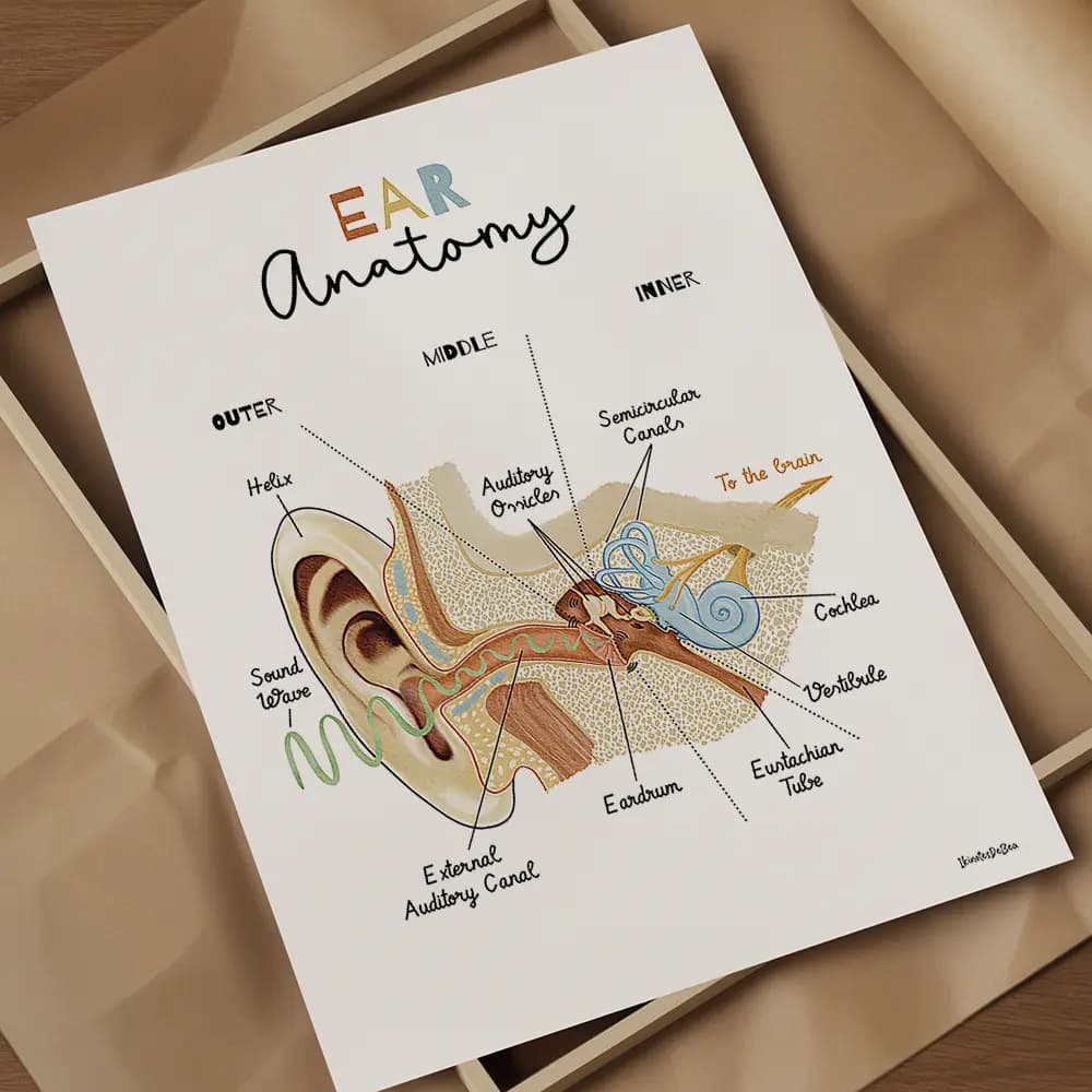 Ear anatomy Schéma anatomique de l’oreille interne en coupe, avec identification des principales structures