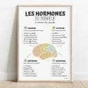 Les hormones du bonheur Dessin en couleurs aquarelle d'un cerveau au centre entouré d'informations sur les hormones du bonheur