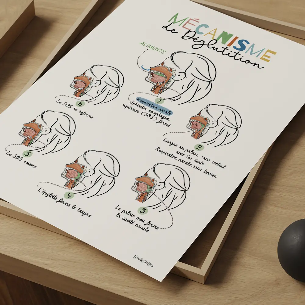 Six dessins vus en coupe avec légendes des différentes étapes de la déglutition.