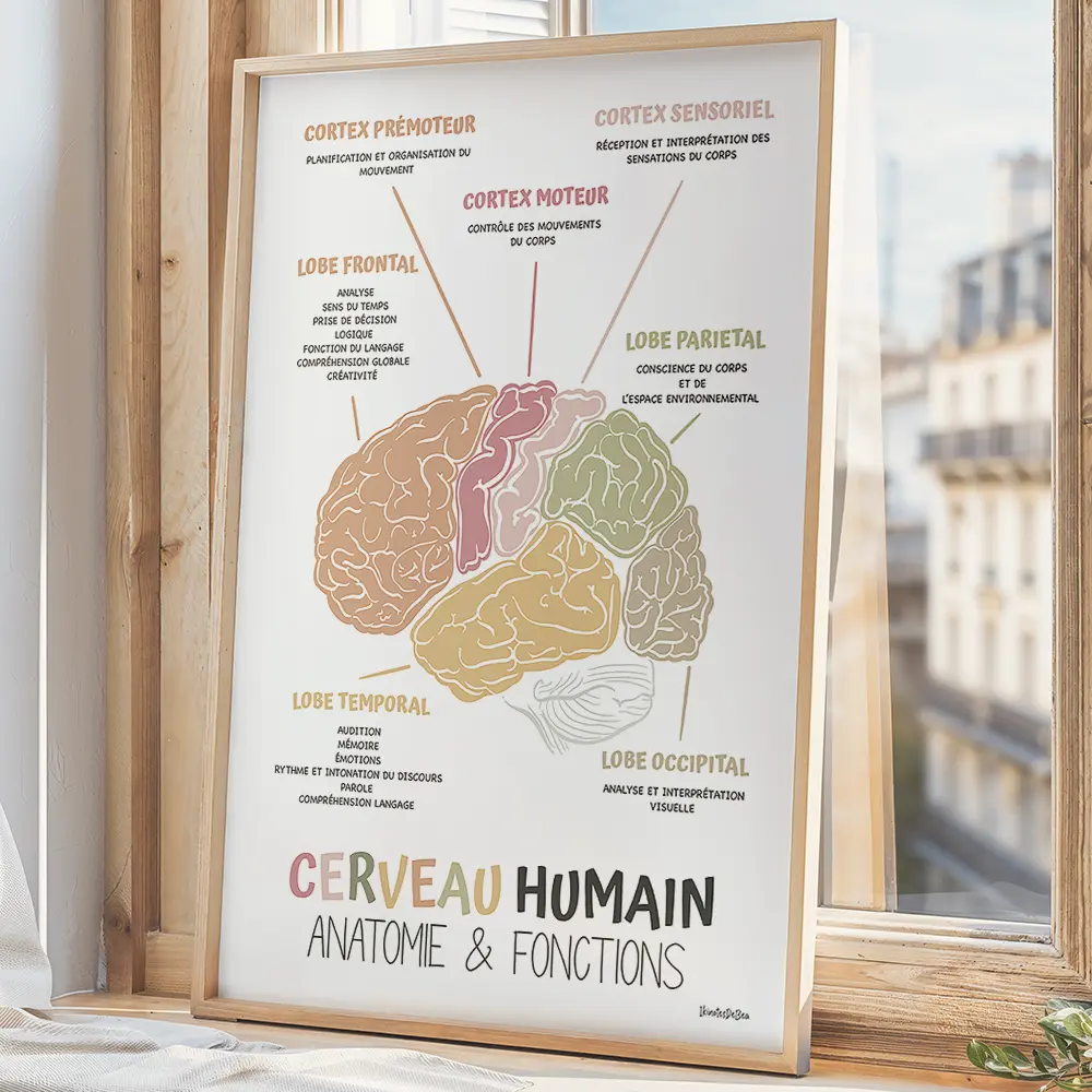 Affiche Anatomie cerveau en français, Décor bureau de thérapie, Art mural Cerveau humain Conseiller scolaire, Ergothérapie et Psychologie